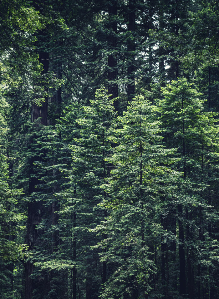 Certified Evergreen