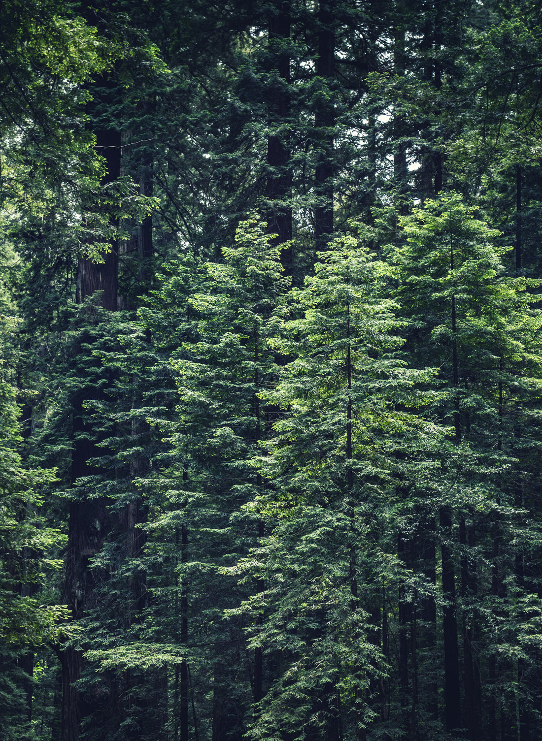 Certified Evergreen