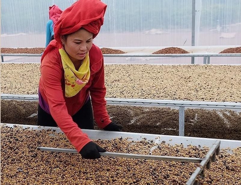 IWCA Vietnam person raking coffee beans